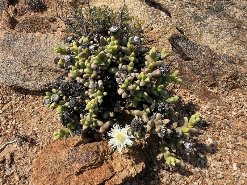 Schlechteranthus steenbokensis photo 2