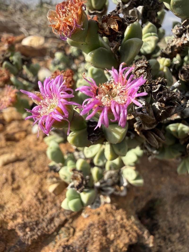 Schlechteranthus steenbokensis photo 5