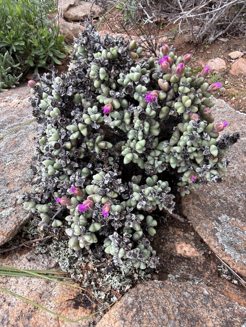 Schlechteranthus steenbokensis photo 6