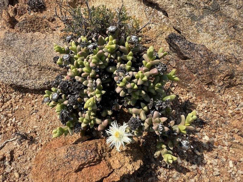 Schlechteranthus steenbokensis photo 8