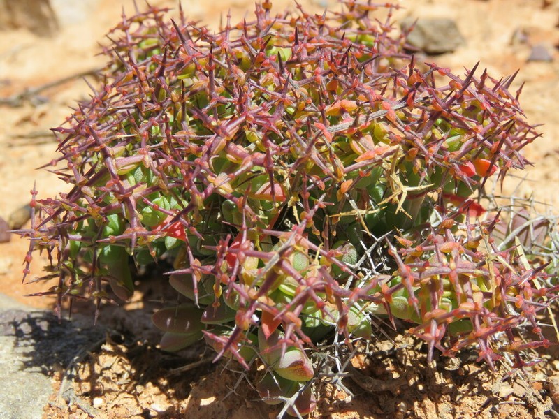 Schlechteranthus stylosus