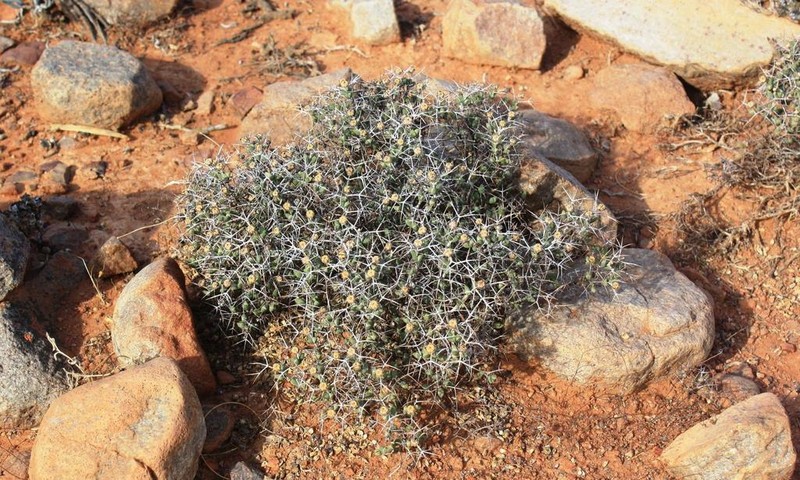 Schlechteranthus stylosus photo 8