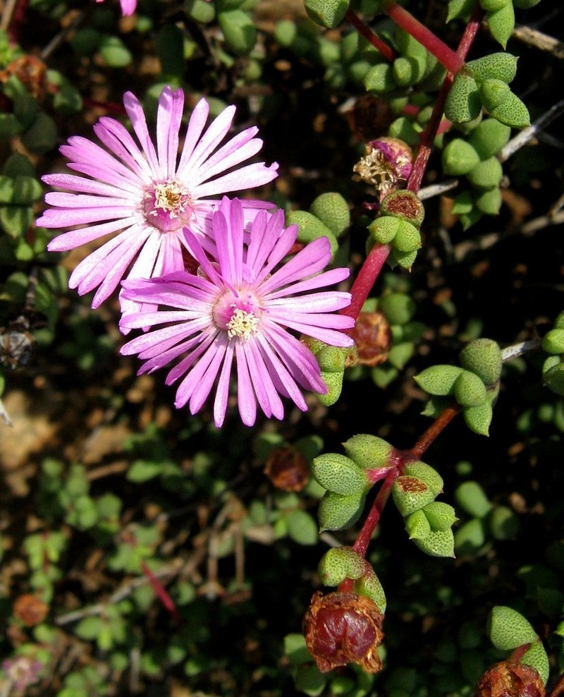 Schlechteranthus subglobosus