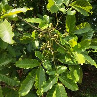Lac Tree
