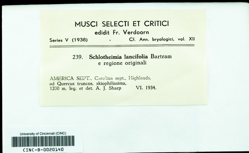 Lanceleaf Schlotheimia Moss photo 2