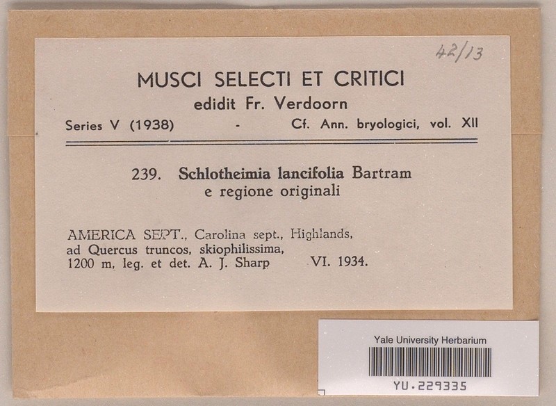 Lanceleaf Schlotheimia Moss photo 3