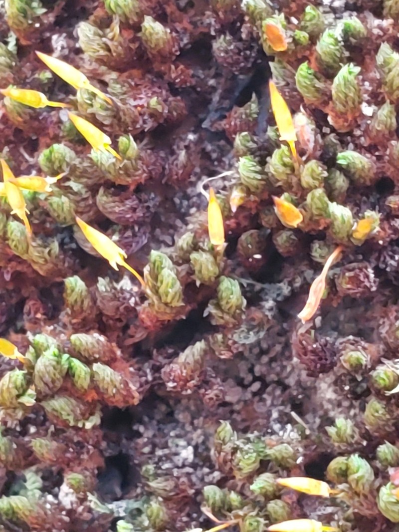 Ruggedleaf Schlotheimia Moss