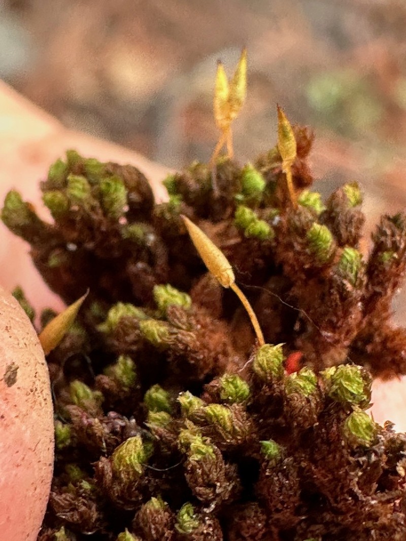 Ruggedleaf Schlotheimia Moss photo 2