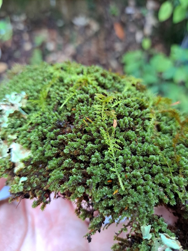 Ruggedleaf Schlotheimia Moss photo 3