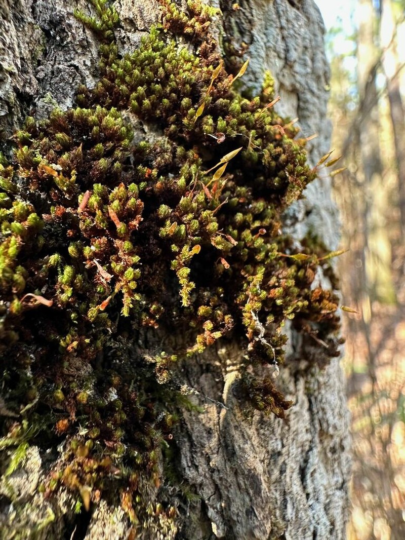 Ruggedleaf Schlotheimia Moss photo 4