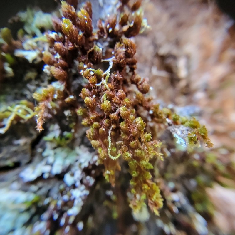 Ruggedleaf Schlotheimia Moss photo 5
