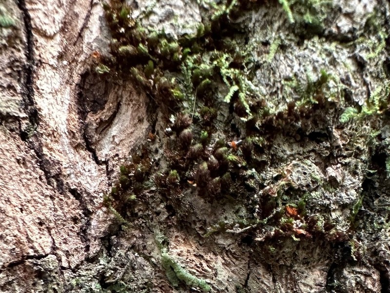 Ruggedleaf Schlotheimia Moss photo 6