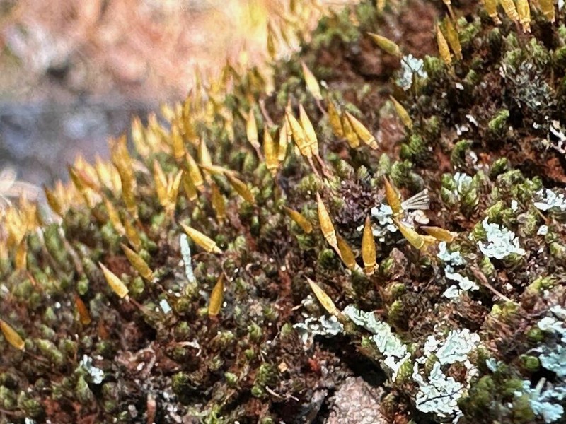 Ruggedleaf Schlotheimia Moss photo 7