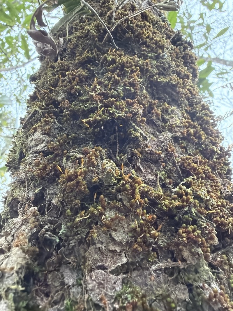 Ruggedleaf Schlotheimia Moss photo 8
