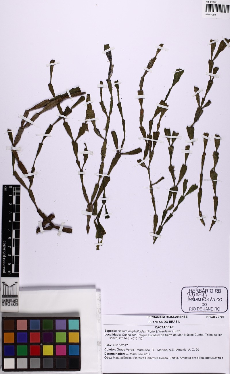 Schlumbergera lutea subsp. lutea