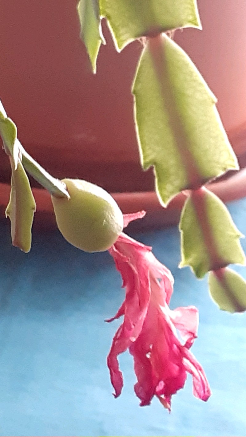 False Christmas Cactus photo 2
