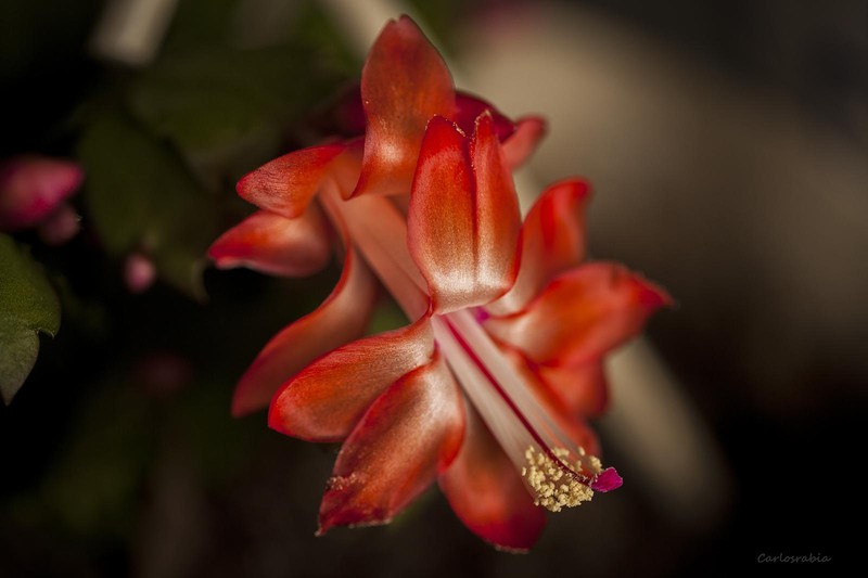 False Christmas Cactus photo 5