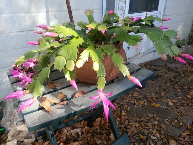 False Christmas Cactus photo 3
