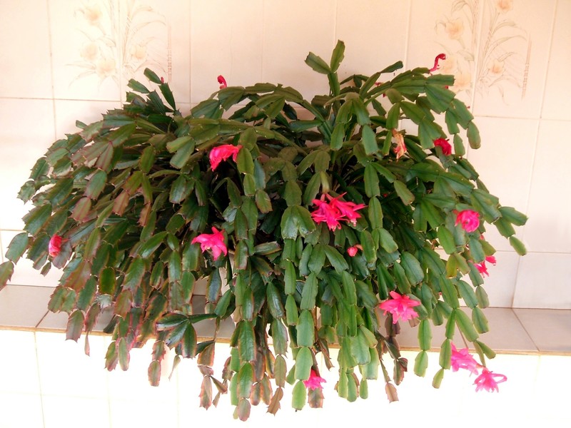False Christmas Cactus photo 4