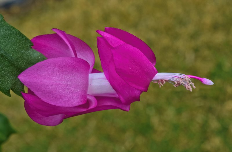 False Christmas Cactus photo 6