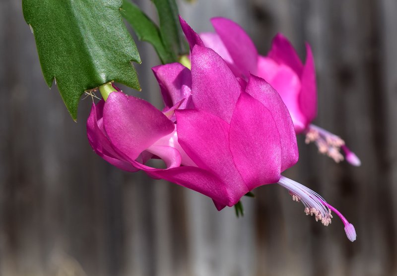 False Christmas Cactus photo 7