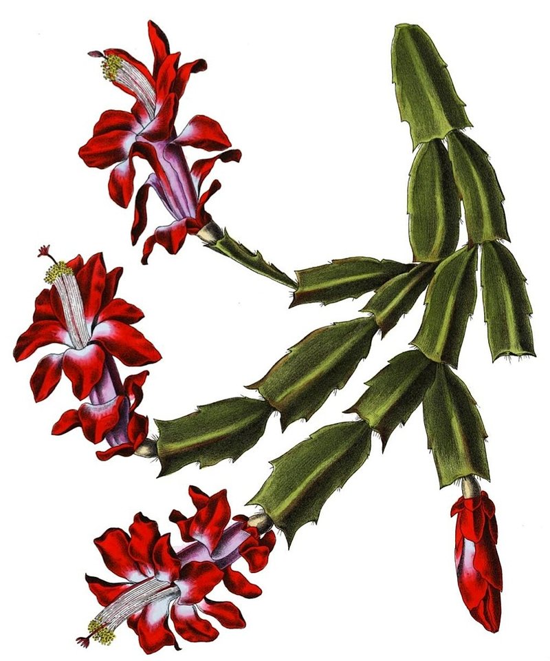 False Christmas Cactus photo 8