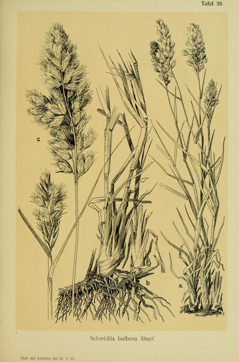 Schmidtia pappophoroides