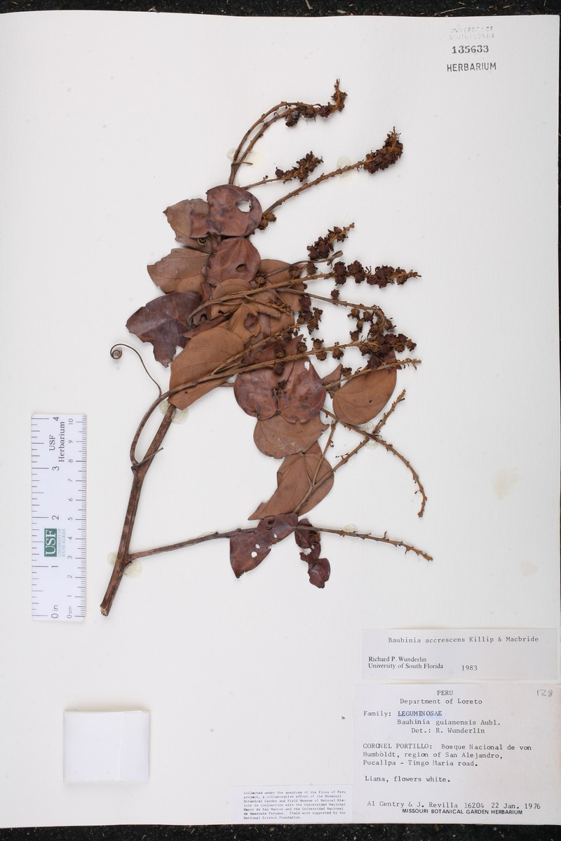 Schnella accrescens