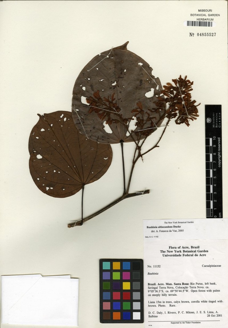Schnella altiscandens