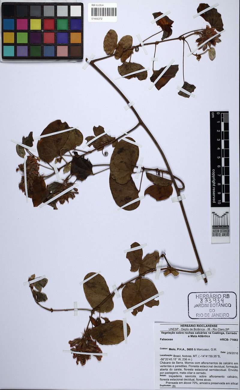 Schnella anamesa