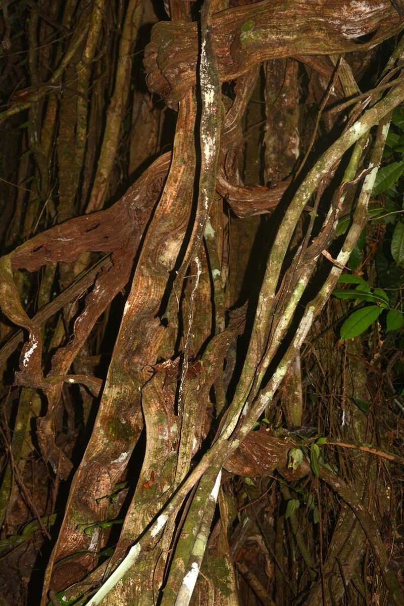Schnella angulosa photo 2