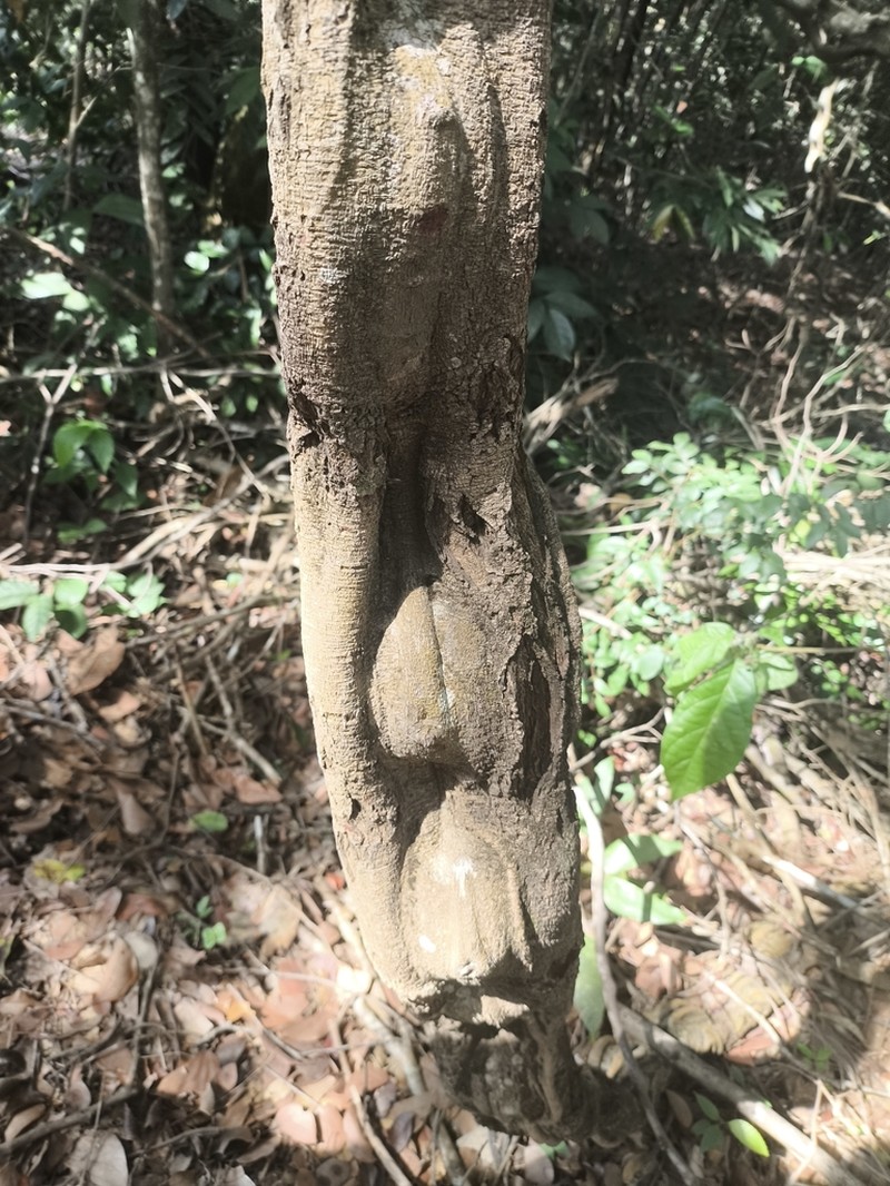 Schnella angulosa photo 3