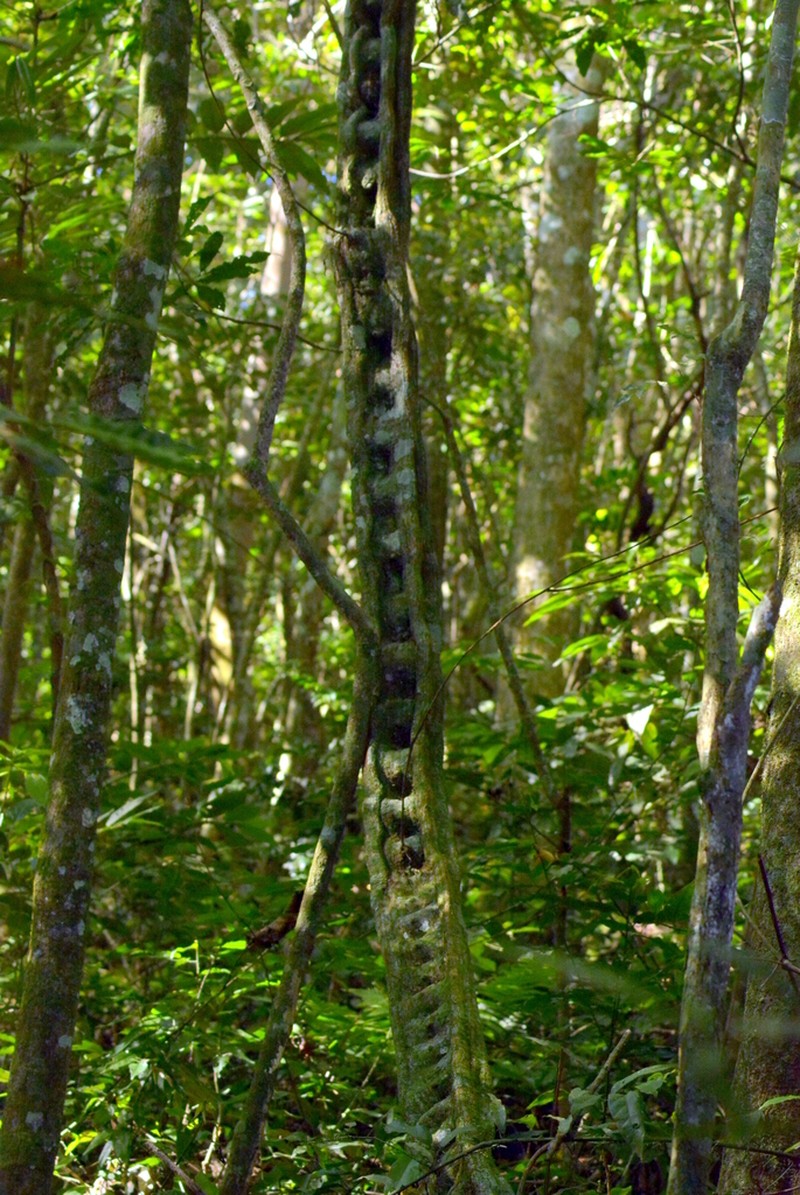 Schnella angulosa photo 6