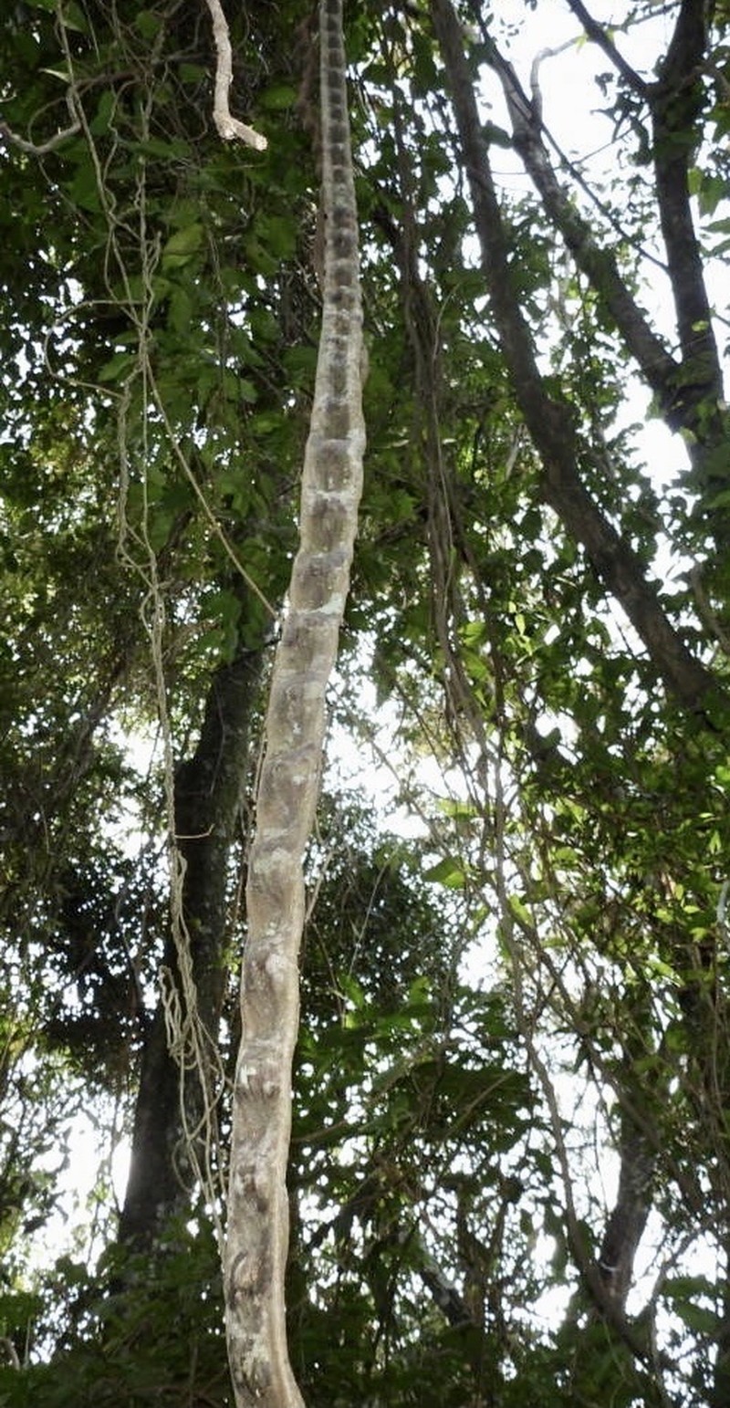 Schnella angulosa photo 7