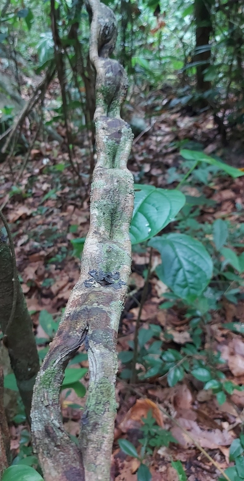 Schnella angulosa photo 8