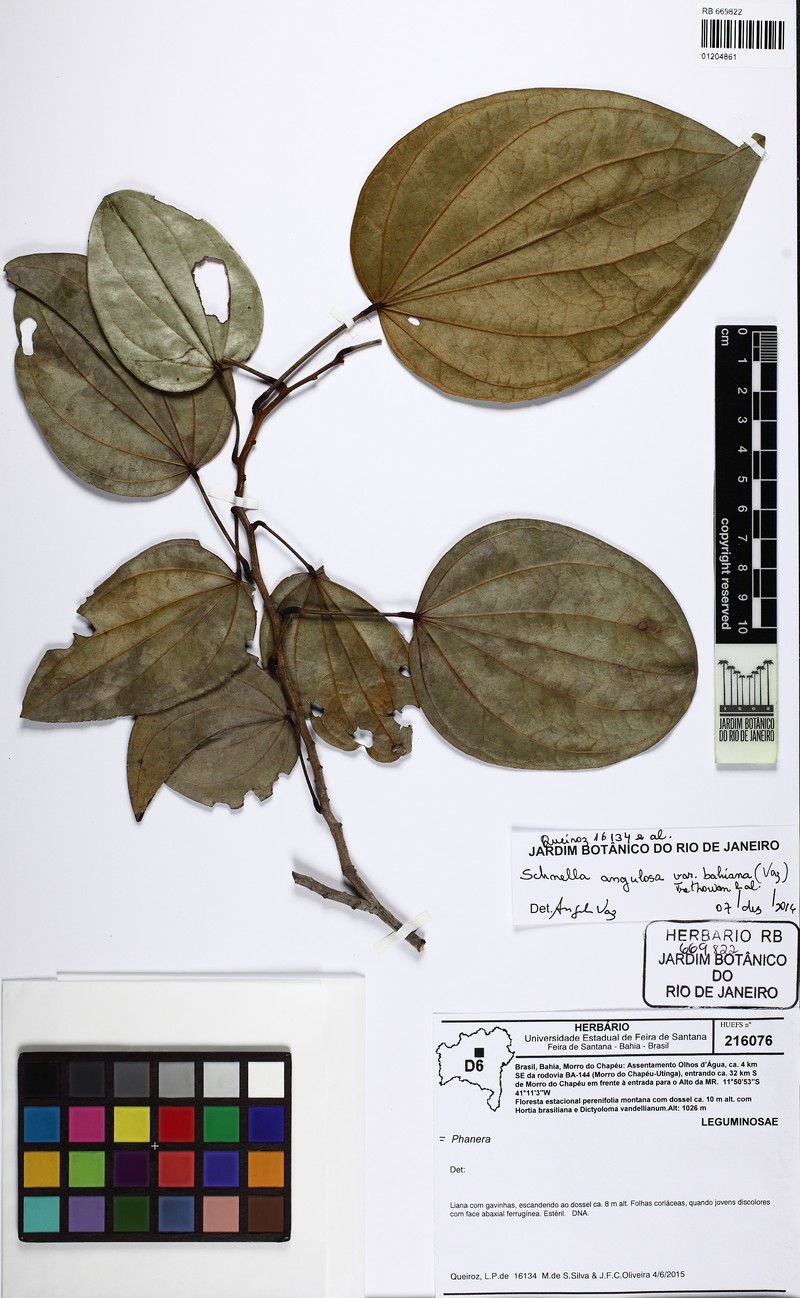 Schnella angulosa var. bahiana