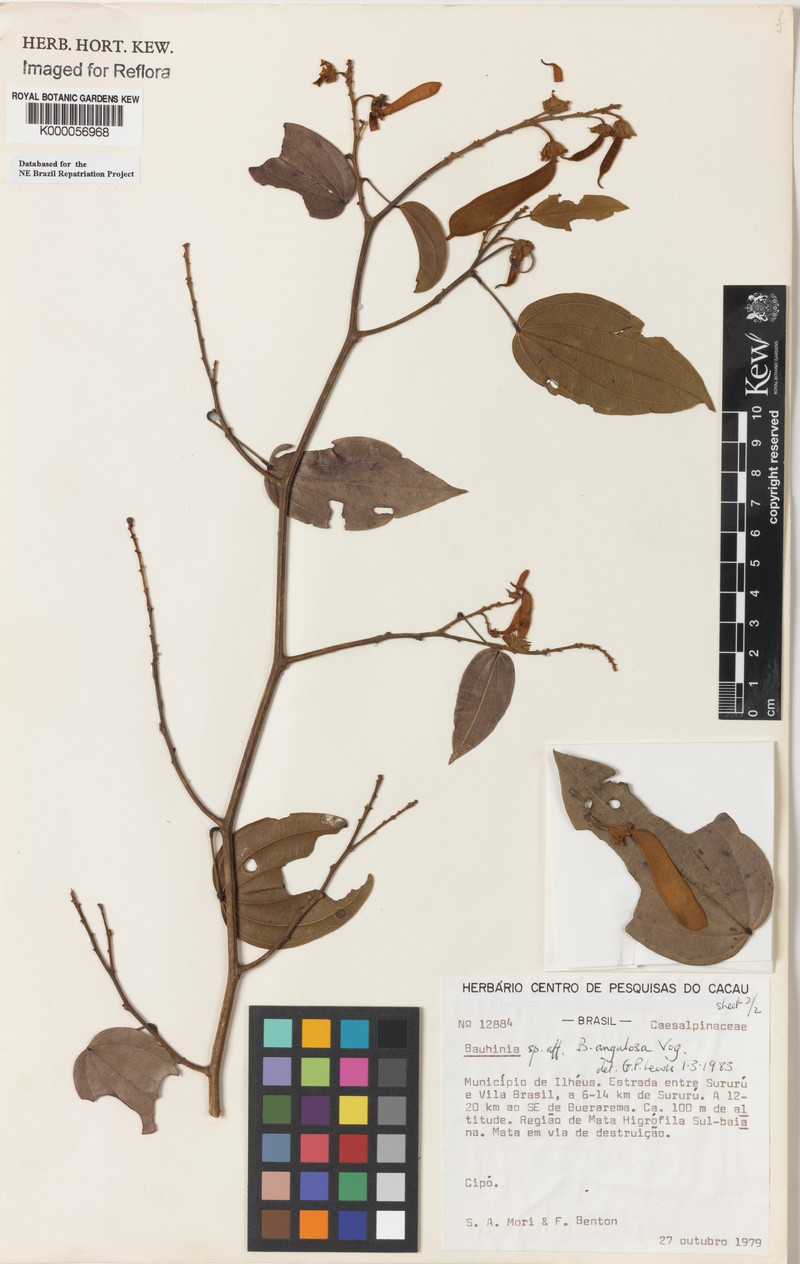 Schnella angulosa var. bahiana photo 2