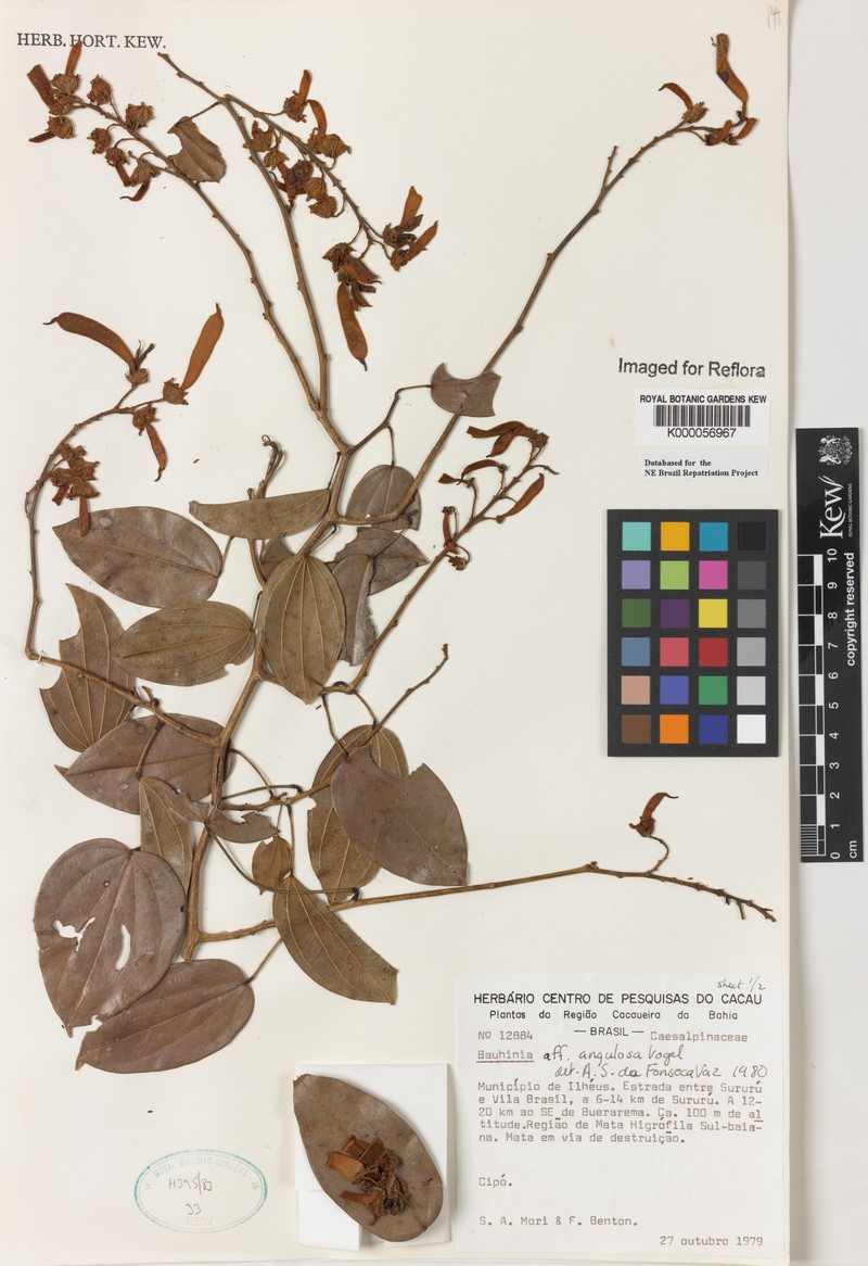 Schnella angulosa var. bahiana photo 3