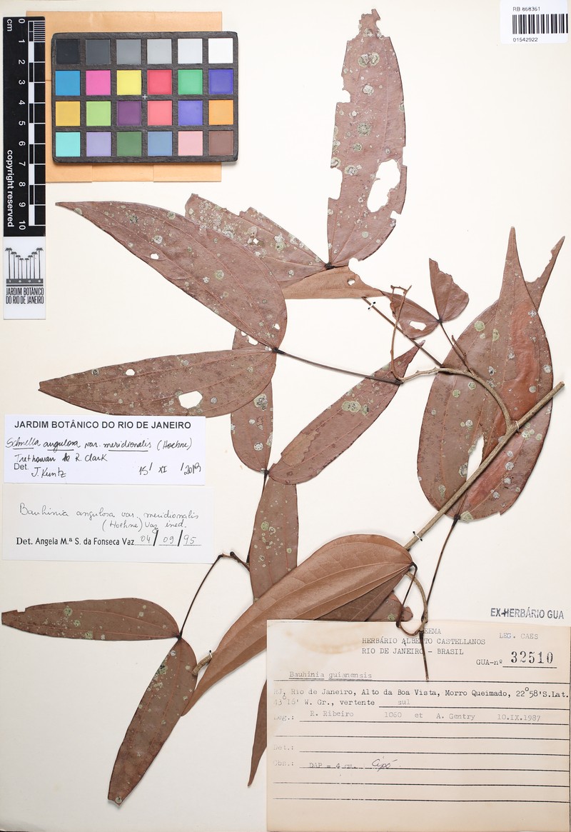Schnella angulosa var. meridionalis