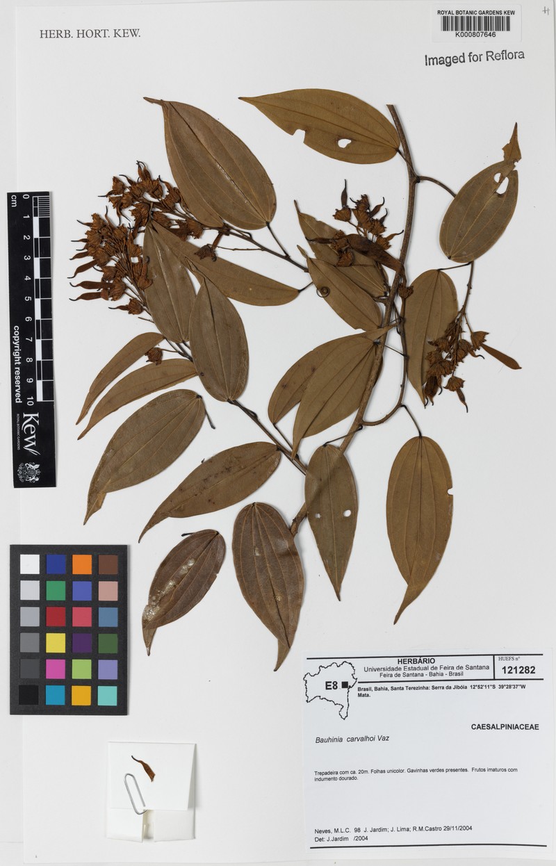 Schnella carvalhoi photo 2