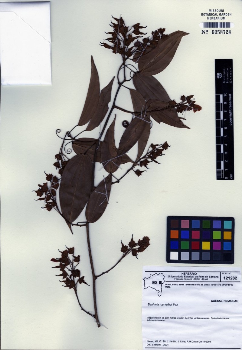 Schnella carvalhoi photo 3