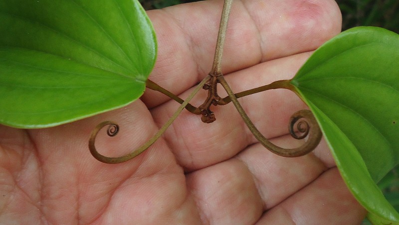 Schnella carvalhoi