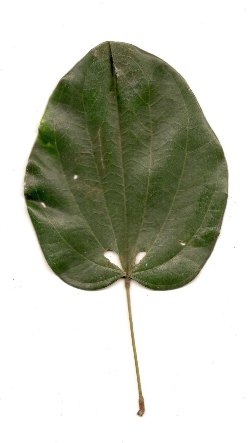 Schnella carvalhoi photo 5