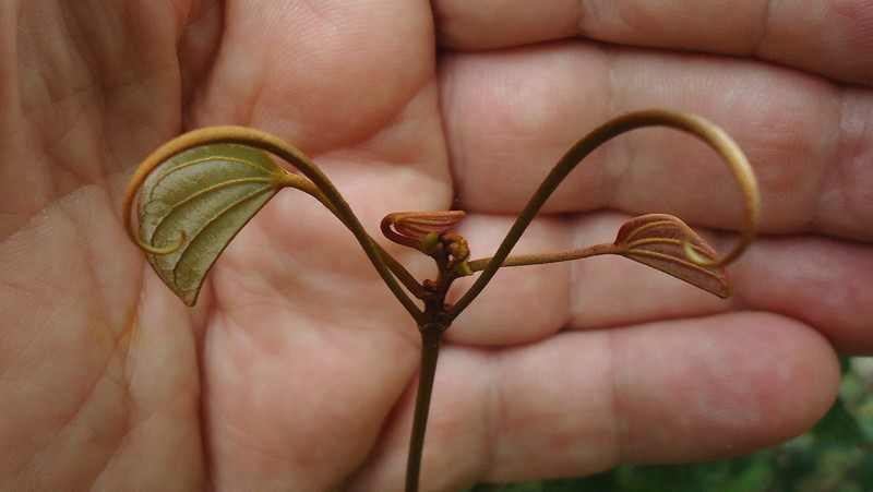 Schnella carvalhoi photo 6