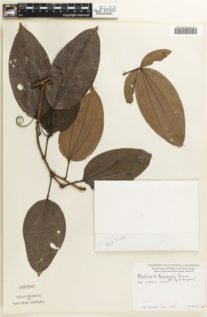 Schnella confertiflora