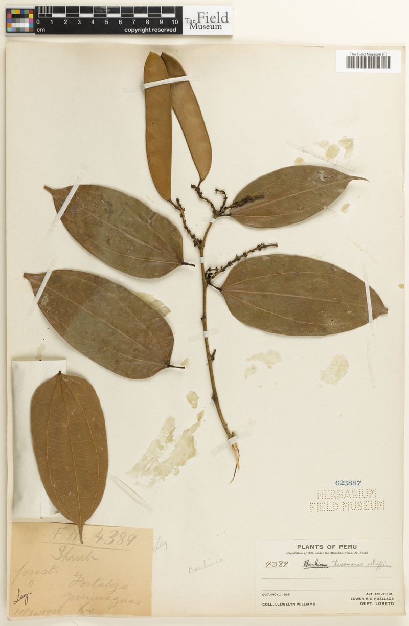 Schnella confertiflora photo 2