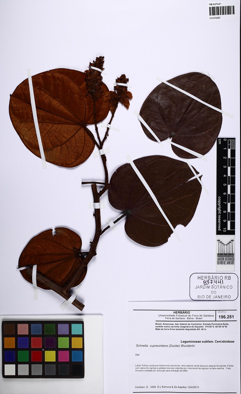Schnella cupreonitens