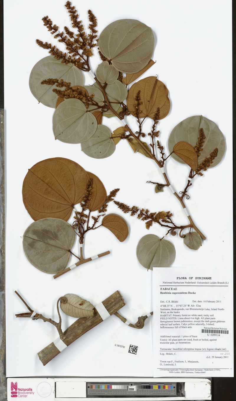 Schnella cupreonitens photo 2