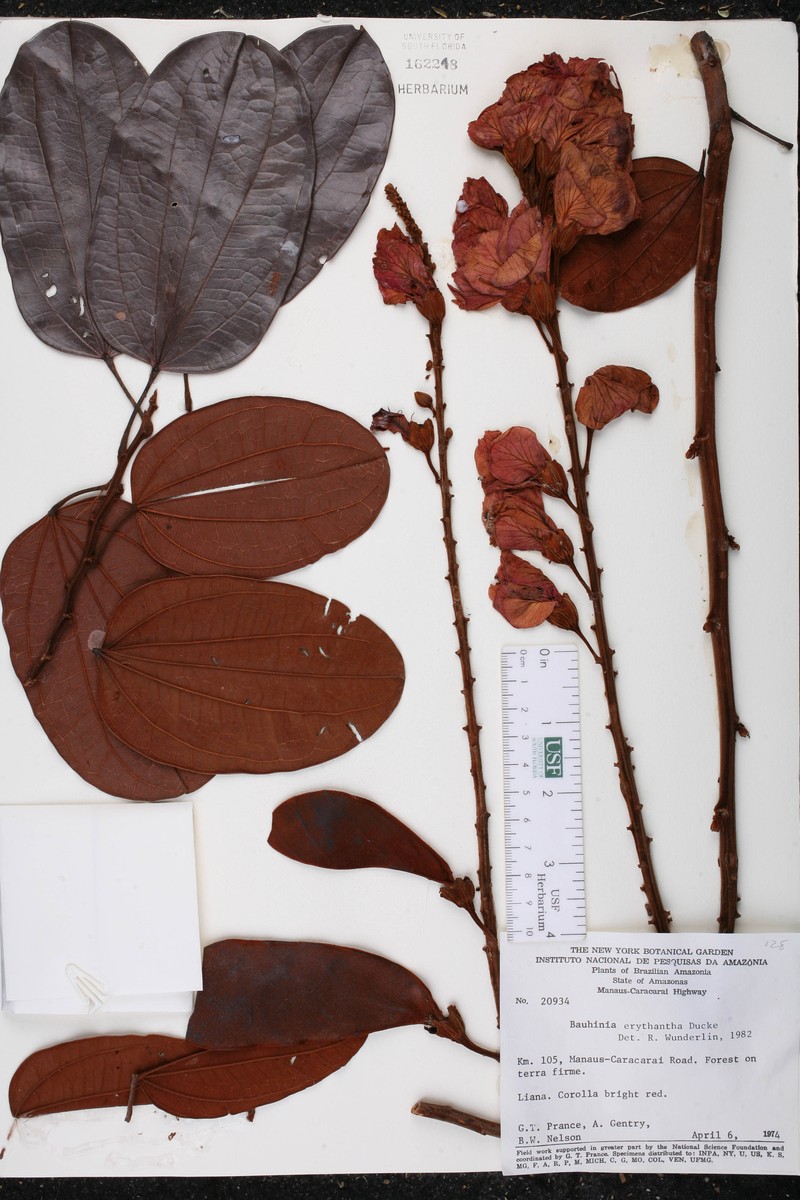 Schnella erythrantha