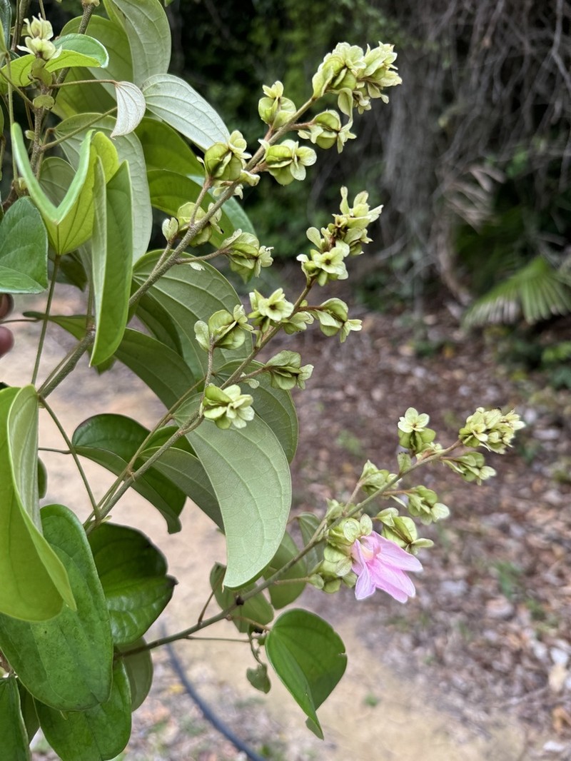 Schnella grazielae